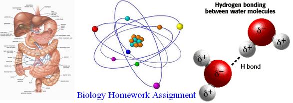 Homework assignment help
